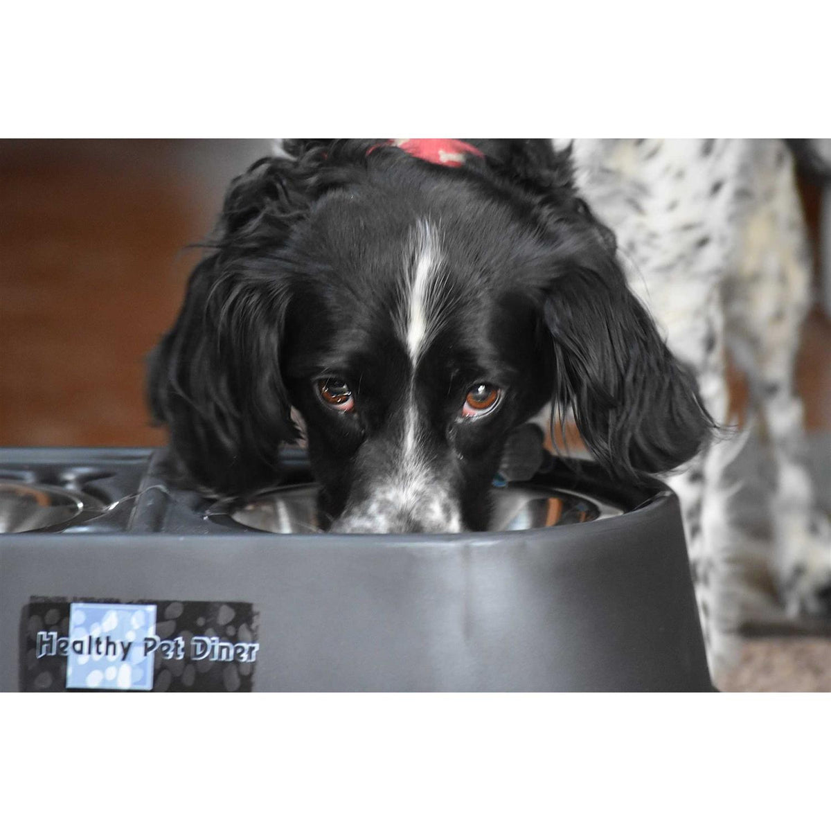 Elevated Dog Feeder C404327