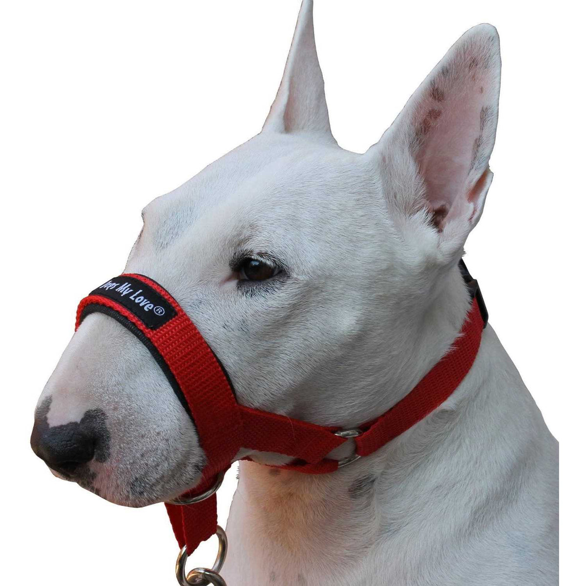 Dog Head Collar Halter B709