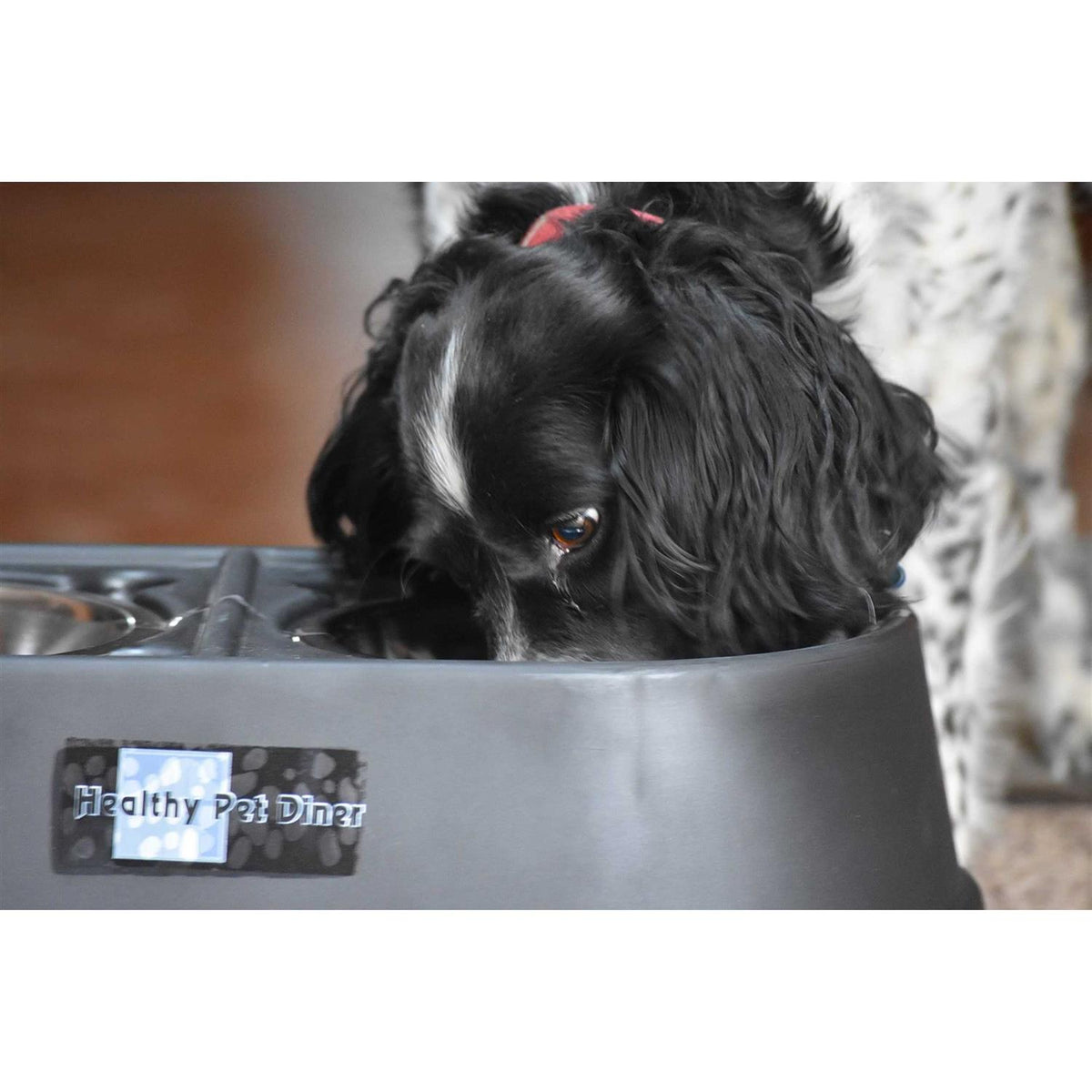 Elevated Dog Feeder C404327